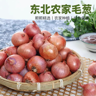 Four-Season Red-Skinned Onion Seeds, Large Purple-Skinned Onion Potted Balcony High-Yielding Vegetable Seeds, Early-Maturing, Cold-Resistant and Easy to Grow