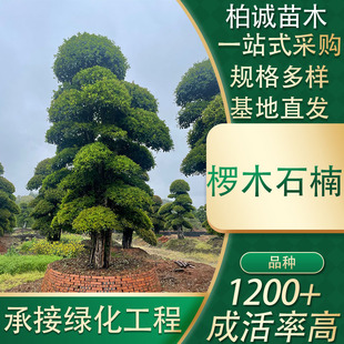 ���Թ�����ľʯ骳��G�����L�����ľ���^�Ř�����ľ�Ř����^��