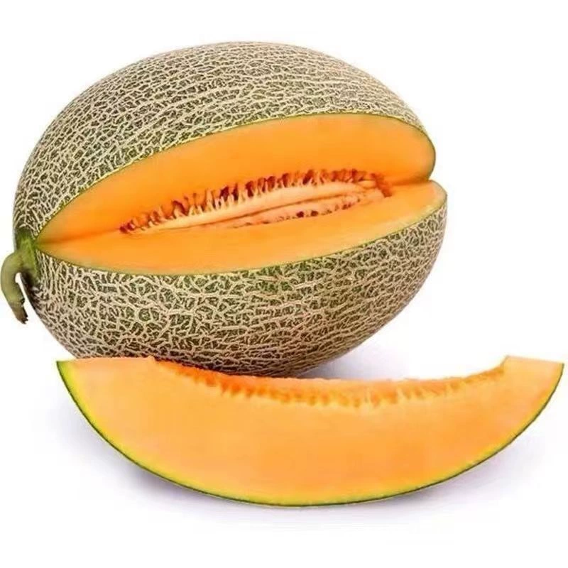 [Бесплатная доставка] Турпан Сичжоу Мед Сезонные свежие фрукты Сетчатая дыня Первый урожай Дыня Другие не поддерживаются