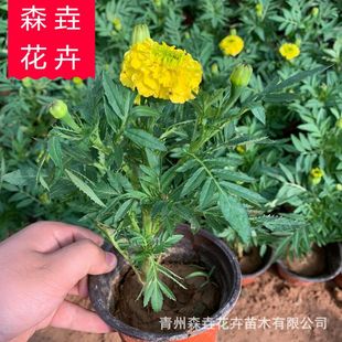 Chrysanthemum South African Marigold Environmental Protection Green Plants Seasonal Grass Flowers Flower Base Supply South African Marigold
