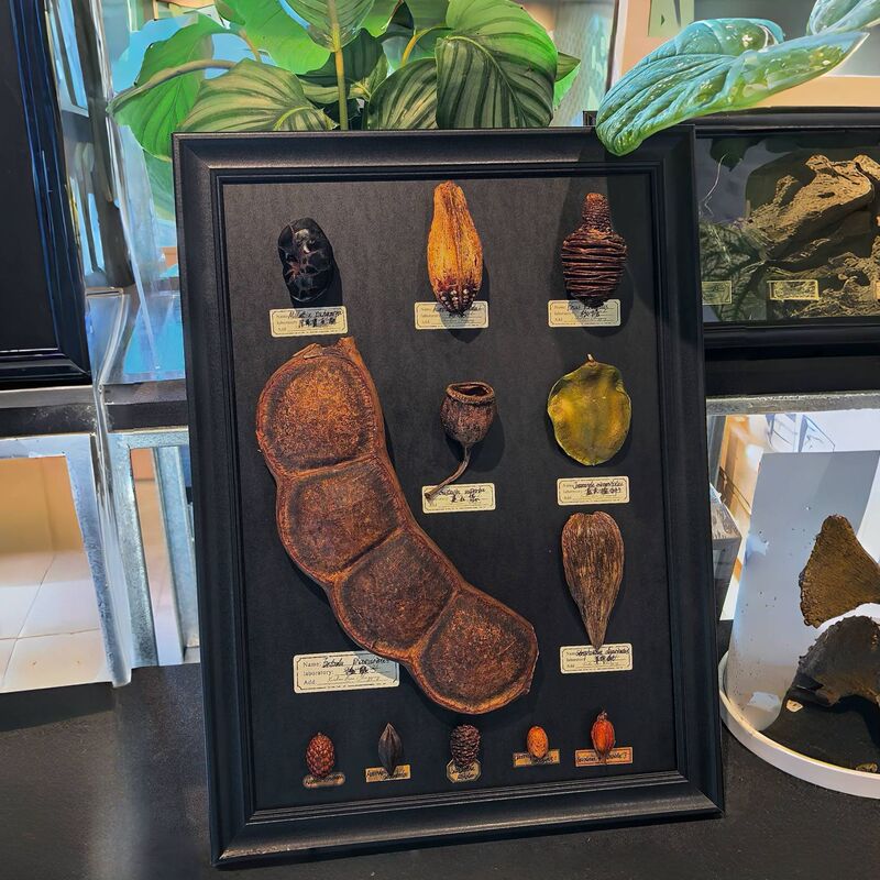 Specimen Frame, Pressed Flower Frame, Picture Frame, Plant Flower Leaf DIY Handmade Mounting Display Frame, High-Transparency Dust-Proof Empty Frame Specimen Frame, Pressed Flower Frame, Picture Frame, Plant Flower Leaf DIY Handmade Mounting Display Frame, High-Transparency Dust-Proof Empty Frame