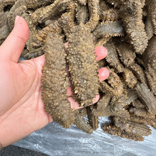 批发拉缸盐黄玉参8-10头新鲜海参500g现货淡干带刺黄肉参