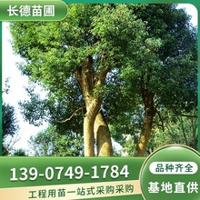 直供优质 樟树绿化植物工程园林苗木 市政绿化常绿乔木香樟树大树