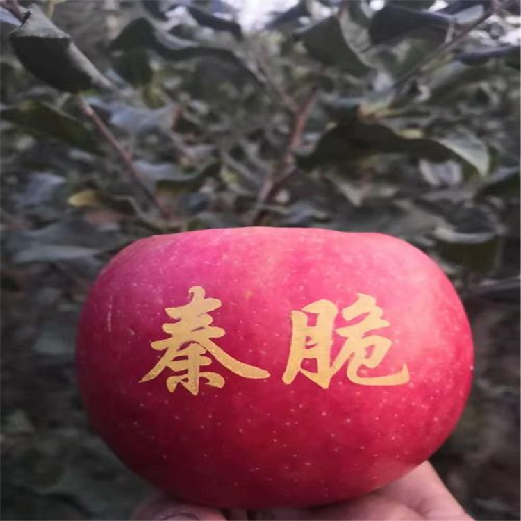 u=3221157366,3990090920&fm