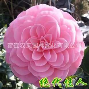 �軨������ɫ�൤��ԭ���ļ���������ɽ�軨�����҃���������Ͳ�