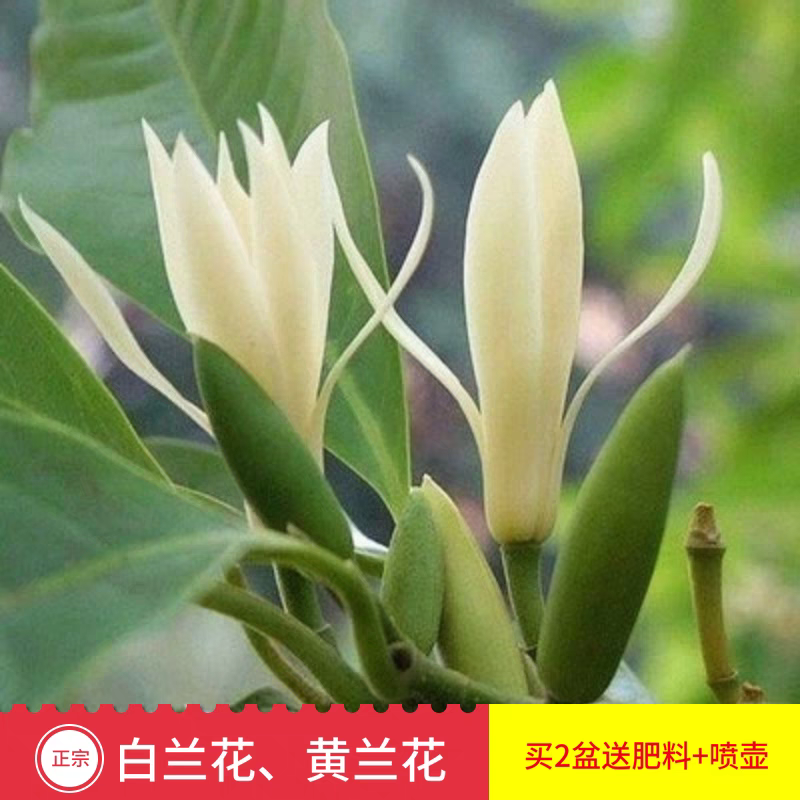 白兰花盆栽浓香室内大型绿植阳台嫁接办公室四季常青白玉兰花树苗