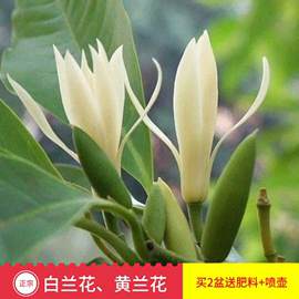 白兰花盆栽浓香室内大型绿植阳台嫁接办公室四季常青白玉兰花树苗