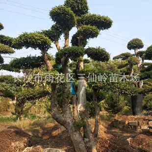 ���l �����ܘ䘶�Ř� ����20����-40cm�����ܘ�r��