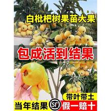 Լ޽ӹļˮoϱͺͥԺNֲ