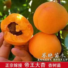 �Ә�������ӹ��箔��Y�������̨����ͥԺ�ϱ����Nֲ�ͺ�����