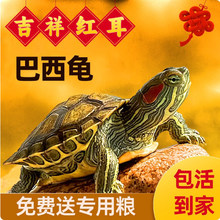 乌龟活物红耳招财巴西龟草龟纯种可认主宠物观赏适合家养的小乌龟