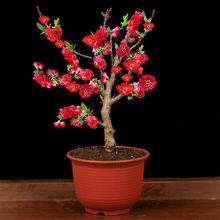 5���ļ��_���ذ��ձ����Ļ������辰�Ϙ����������^��ֲ���҃���