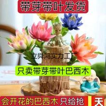 懒人绿植盆垒开花室内迷你德株巴西木ll好养花卉树人格鲁特培养水