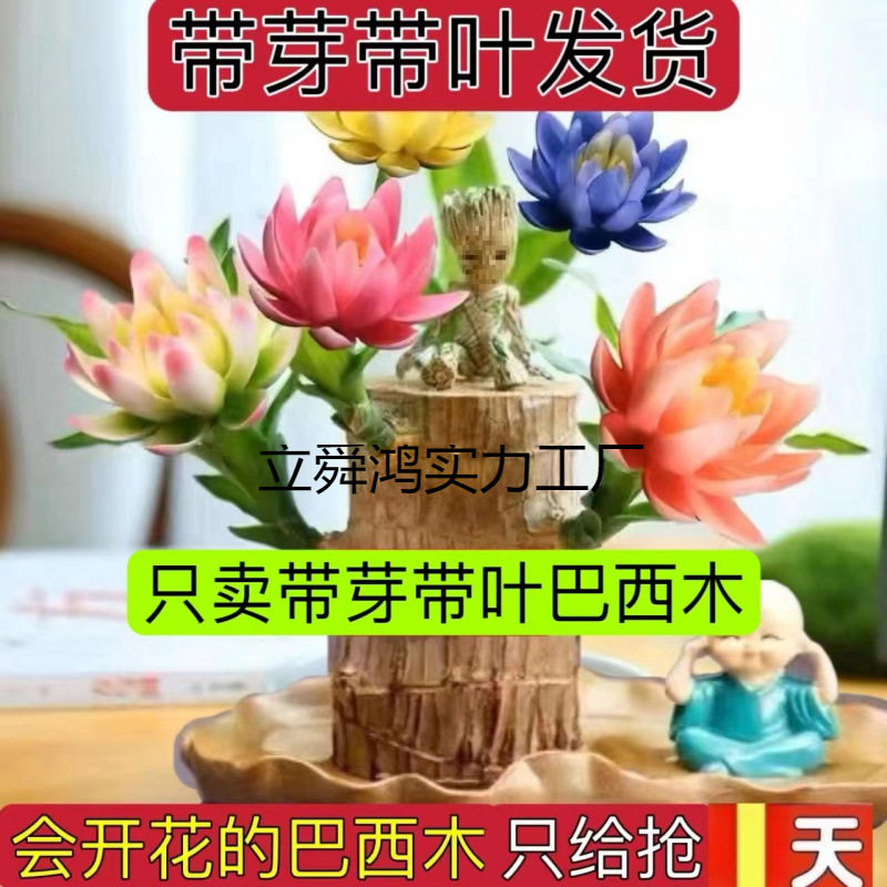 懒人绿植盆垒开花室内迷你德株巴西木ll好养花卉树人格鲁特培养水