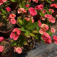 �۵�����÷ �˶�������÷ ��ɫ���~�󻨻���÷