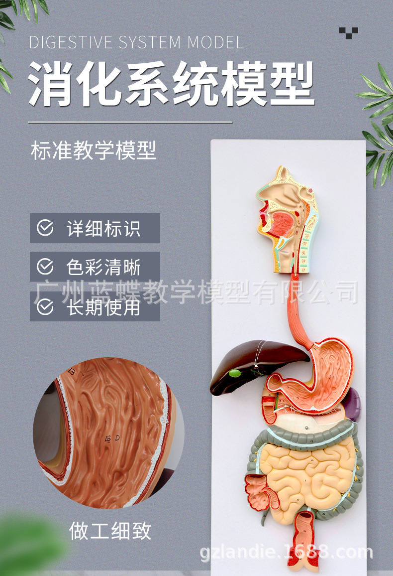 消化系统解剖模型 人体消化系统解剖模型 肝模型 胃模型大肠模型-阿里巴巴
