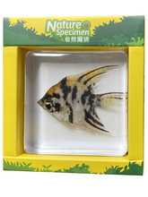 �׃��@�̌W�挍�������˱��з���\��֬�������~�ľ�зС���r