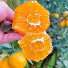 新鲜水果橙子九月红果冻橙秭归脐橙零售批发跨境出口电商平台代发