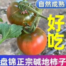 �P�\�FƤ�����|�����ӵ��|��ݮ���t���|��ˮ���������r������Ȼ��