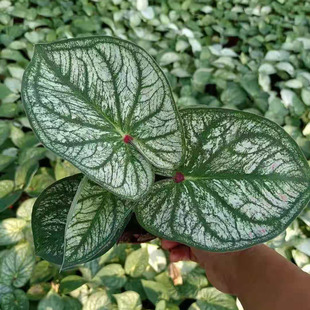 ������ֱ�����҃��^�~�������� �ļ����G�Ϲ��� 110���~��