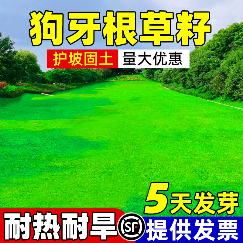 Семена травы с собачьими зубами в скорлупе, семена травы в скорлупе, вечнозеленые в любое время года, засухо- и морозостойкие, семена травы для защиты зеленых склонов и почвофиксирующие семена травы.