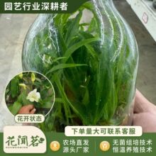��ʯ�� 4018 ��ѩ����ƿ���׳ɻ�M��С���҃������Ի�������r��