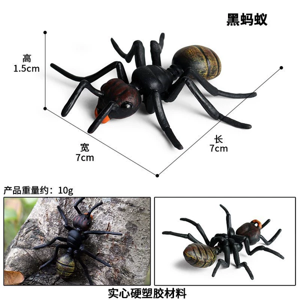 1304 Black Ant