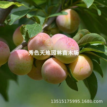 ��Ʒ�N�Ｇ���Ә������350�˾��³�������������������x������