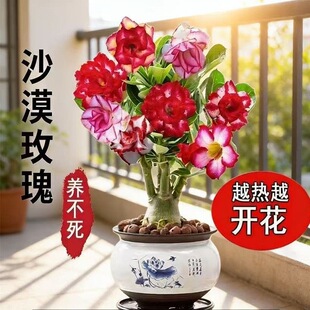 �쌚��ɳĮõ���ذ������ֲ���҃��ͺ��༾�_�����B�辰����