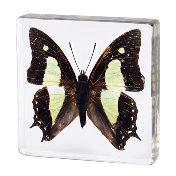 7.5 Fang Shuzhen narrow-spotted swallowtail butterfly
