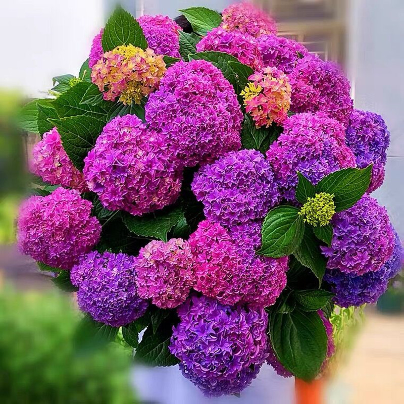 Hydrangea Seedlings, Large-Flowered Plants, Endless Summer Blooming Flowers, Easy-To-Grow Flowers, Potted Florals and Plants for Indoor Flowers All Year Round