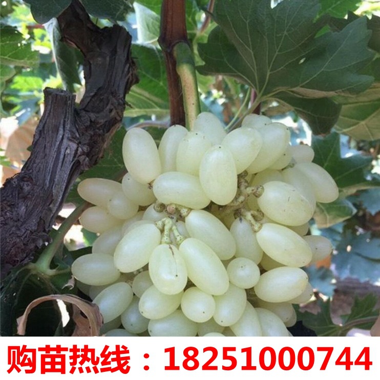 葡萄果树苗木 葡萄树苗 白雪葡萄苗 盆栽地栽阳台庭院果树苗