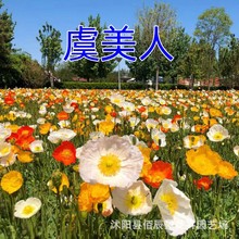 ˻NِĵNļ׷N̨ͥԺ@