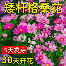 格桑花花种籽子波斯菊花太阳花种孑野花组合道路绿化播种开花种子