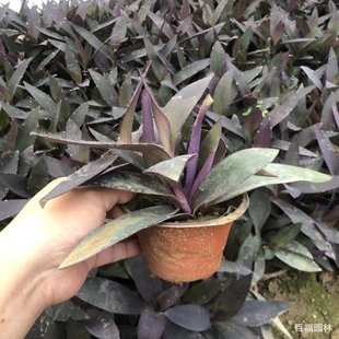 Base Sales of Purple Duckweed Cup Seedlings and Potted Seedlings Perennial Herb Ornamental Color Leaf Plants Purple Bamboo Plum Purple Duckweed
