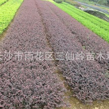 ֱ�N�t���^ľ���ľ�t�^ľС�� ����t�^ľ �t�^ľ�ر�ֲ��