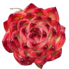 �����Ԯa���N����ֲ�����lС���⻨�ܽM����������ֲ����ʯ����¶