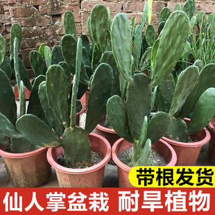 Cactus Potted Plants in the Office Desktop Cactus Succulents Balcony Courtyard Easy to Grow Florals and Plants Green Plants