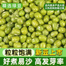 批发绿豆新货颗粒饱满500克可做绿豆糕汤发豆芽消暑易煮五谷杂