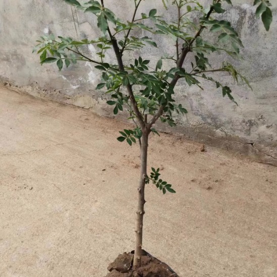 一件代发花椒树苗大红袍花椒苗四川食用麻椒苗盆栽地栽无刺高产种