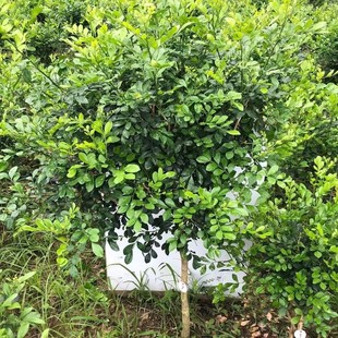 �����㻨�������������Է��㻨���ļ�����҃���ͥԺ�Gֲ�ļ��_��