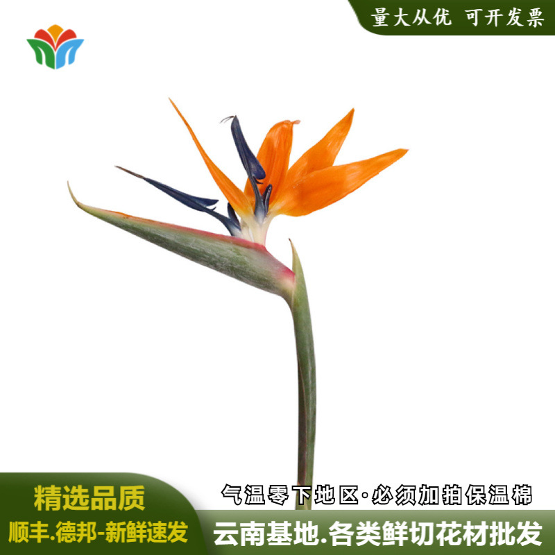 新鲜鹤望兰鲜花天堂鸟叶富贵鸟黄金鸟鲜切花活动花束高端花材批发