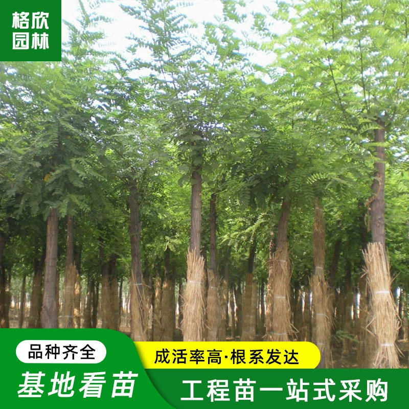 Robinia pseudoacacia Саженцы саженцев Robinia pseudoacacia защита шоссе дерево в бесплодных горах высокая выживаемость