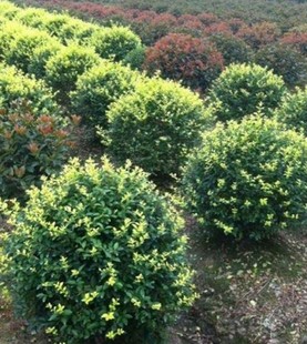 ���~Ůؑ�� ��ɭŮؑ�� ʒɽ����ֱ�N ���N�G����� �������l�r��