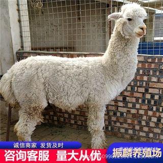 活体羊驼 养殖场销售成年羊驼 呆萌羊驼幼崽 羊驼租赁