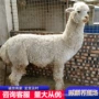 活体租赁羊驼羊驼
