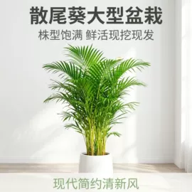 盆栽;花盆容器;盆景