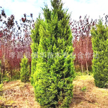 刺柏1-4米大量批发 常青柏树 西安园林绿化苗木刺柏基地 河南柏树