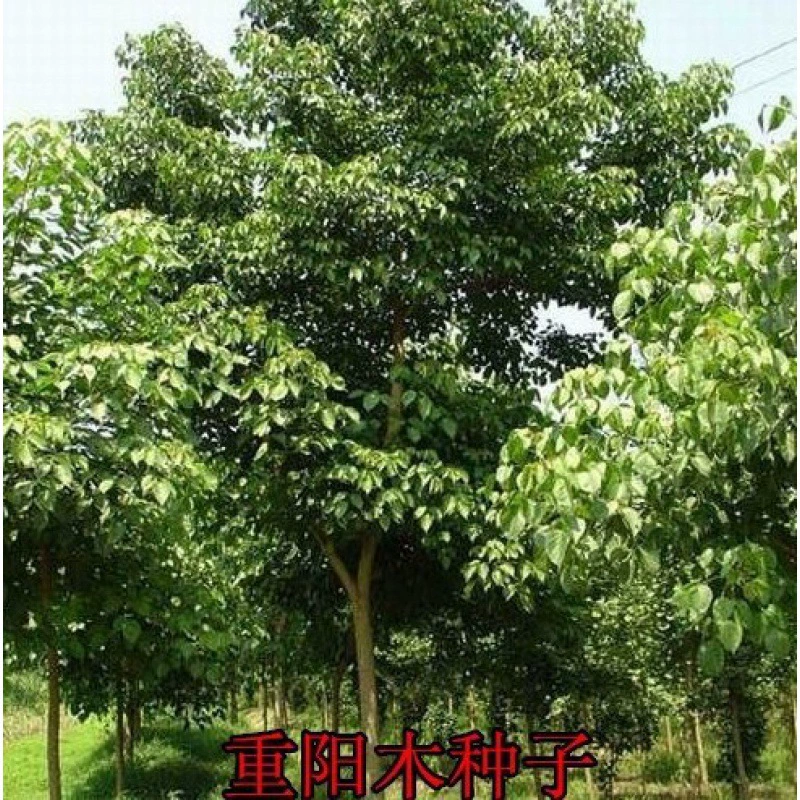 Семена деревьев Двойные семена Енг Новые семена года Семена цветов Озеленение рассады Семена Инженерные Зеленые саженцы