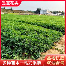 ǧ�~���  �������ͥԺ�e�����@ֲ�ﱭ�籱���@��ֱ�l ǧ�~���